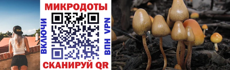 Галлюциногенные грибы Psilocybine cubensis Лыткарино